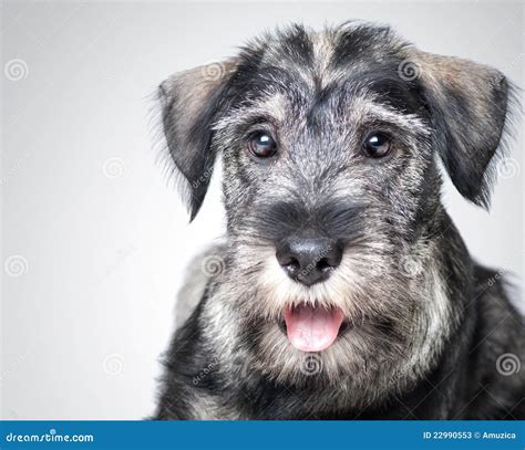 Funny Schnauzer Puppy Stock Image Image Of Grey Cute 22990553