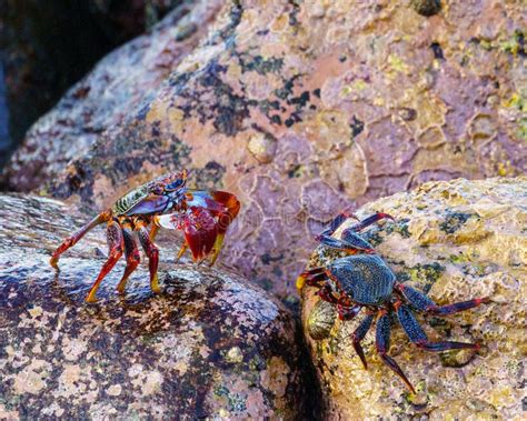 Pair Of Sally Lightfoot Crabs Standing On The Underwater Rocks Stock