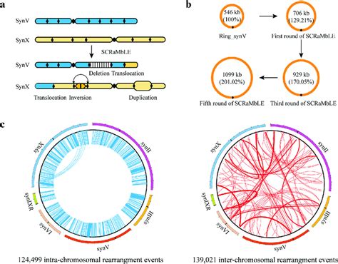 Genotypic Diversity Generated By Scramble A Diversity Of Sv Caused