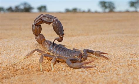 Get up Close and Personal with Wildlife of Dubai Desert