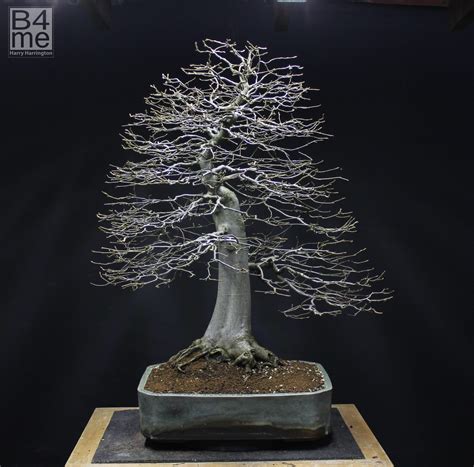 Lonicera nitida “Baggesen’s Gold”/Shrubby Honeysuckle bonsai – Bonsai4Me