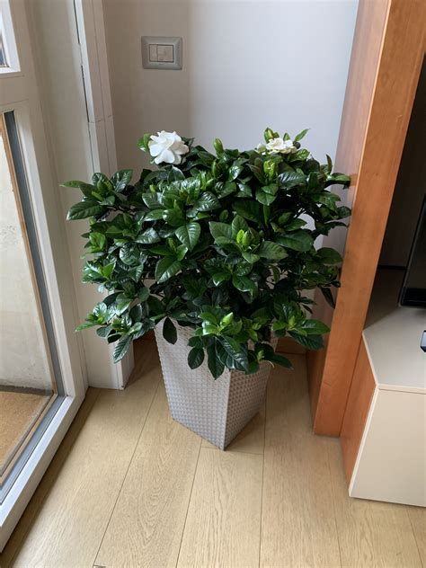 7 houseplants with secret health benefits – Artofit