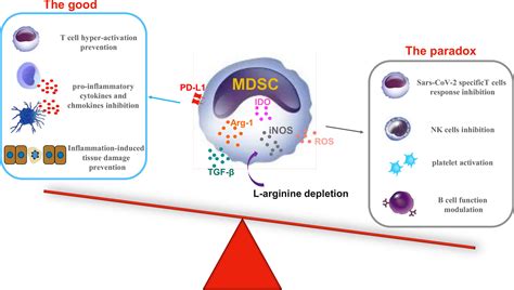 Frontiers Myeloid Derived Suppressor Cells In Covid The Paradox