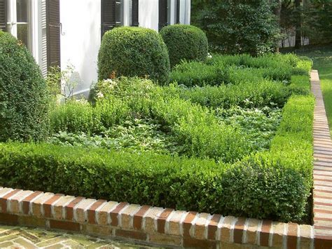 How To Plant Boxwoods Hedges Landscaping Boxwood Landscaping