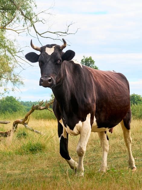 Premium Photo | Cow grazing on pasture.