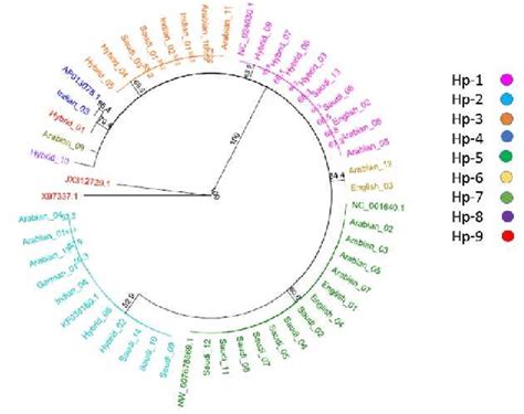 Displays The Consensus Neighbor Joining Tree With Nine Haplotypes