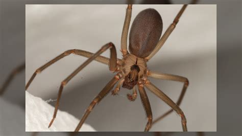 Brown Recluse Spiders Info Bites And Signs Web Offer Best