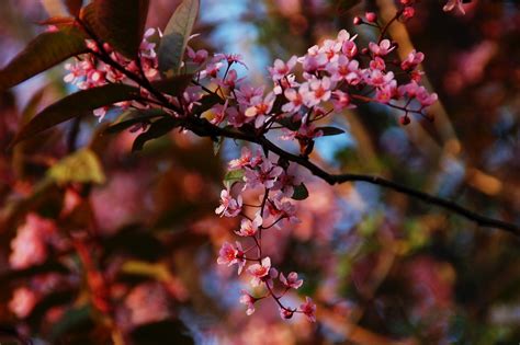 Flor Primavera Sucursales Foto Gratis En Pixabay Pixabay