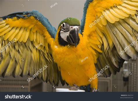 Blue & Gold Macaw With His Wings Spread Out Stock Photo 4562314 ...