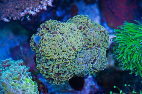 Various Euphyllia Frags For Sale Reef Central Online Community