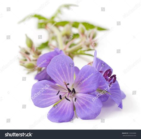 Geranium Johnsons Blue Flower Isolated On Stock Photo 516926080