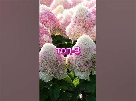 Сорта метельчатой гортензии. Топ-3 #изгородавдеревню #деревня # ...
