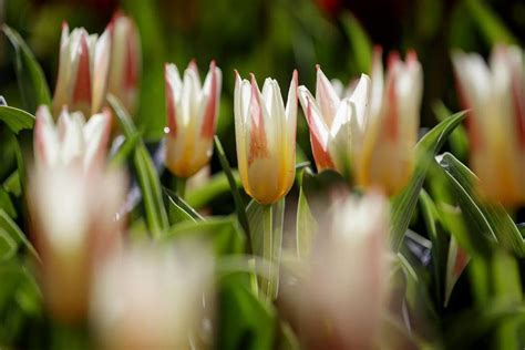 Keukenhof Le Plus Beau Jardin De Tulipes Du Monde Ouvre Ses Portes Au