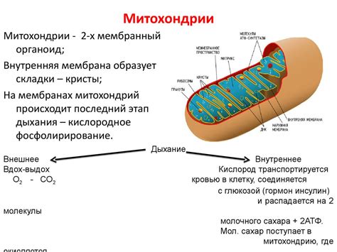 Митохондрия: определение, структура и функции