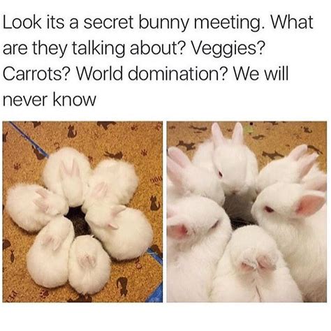 The Best Bunny Rabbit Memes Hop To Pop