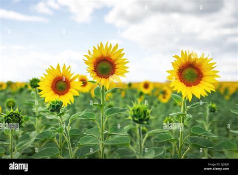 Sunflower field and blue sky closeup. Landscape photography Stock Photo ...