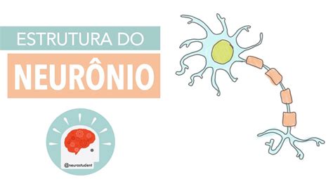 Sistema Nervoso Estrutura Do Neurônio Anatomia E Etc Youtube