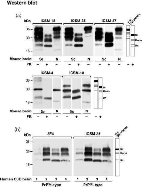 Western Blot Of Brain Homogenates A MAb Binding To Mouse