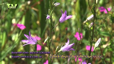 Flora View Rapunzelklokje Campanula Rapunculus Rampion Bellflower