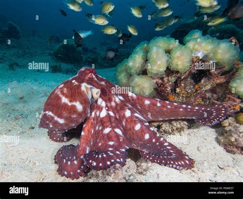 Octopus on a coral reef Stock Photo - Alamy