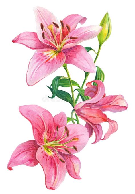 Pink Liliesfloral Illustration Stock Illustration Illustration Of Floral Design 104784702