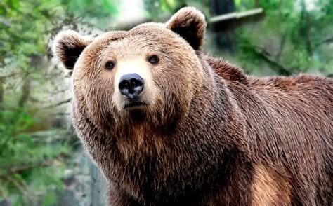 Oso Grizzly: ¿Qué Es?, Características, Hábitat Y Mucho Más.