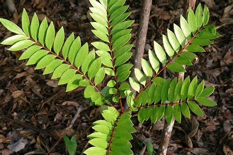 Tongkat Ali: Benefits, Side Effects, and Interactions