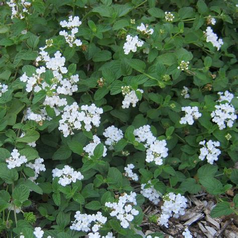 Lantana Montevidensis Trailing White Evergreen Nursery