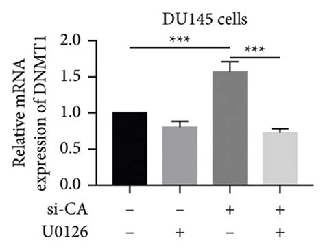 The Camk N Mediated Regulation Of Dnmt Via The Akt Or Erk Signaling