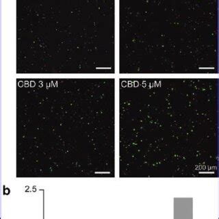 Neurotoxicity Of H O To Primary Hippocampal Neurons The Neurons