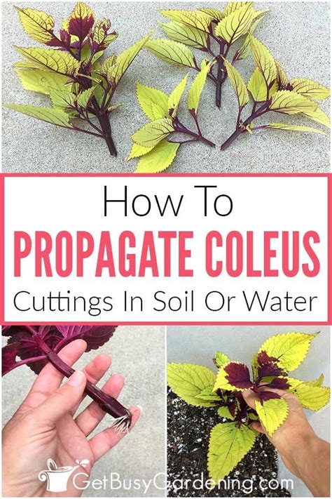 How To Propagate Coleus Cuttings In Soil Or Water The Complete Guide