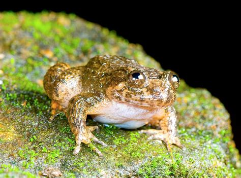 Pictures Meowing Night Frog Other New Species Found