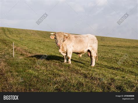 Charolais Cattle (bull Image & Photo (Free Trial) | Bigstock