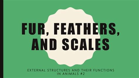 Fur Feathers And Scales Ppt