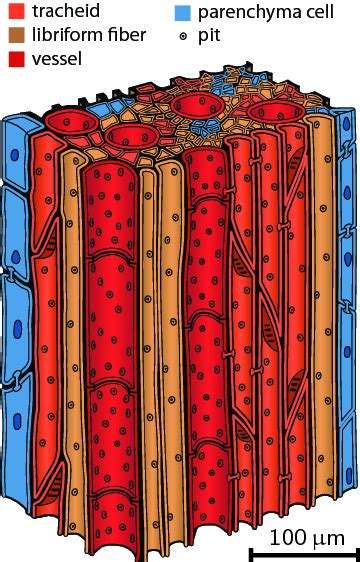 Xylem Microstructure A Cross Sectional View Of Hardwood Xylem