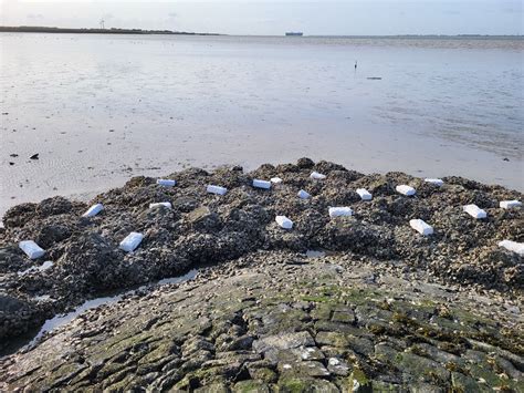 Infauna Enrichment And Artificial Reefs For Oysters In Zeeland Netherlands Bese Products