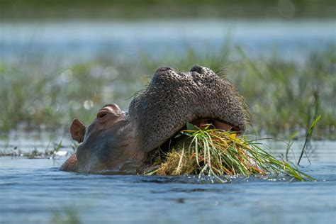 Do People Eat Hippos