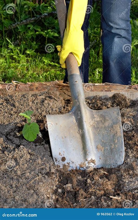 Digging by shovel stock photo. Image of spring, digging - 963562