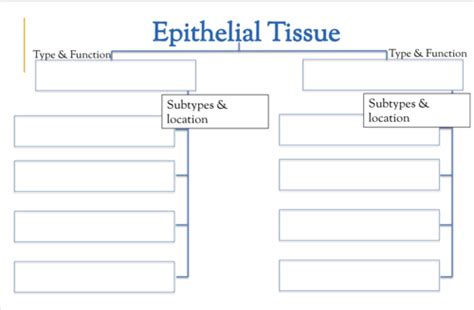 Exam 1 Planes Positions Prefixes Suffixes Cytology Histology