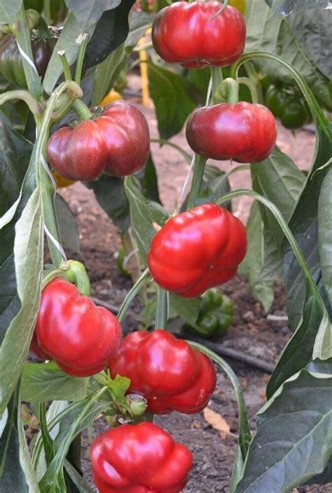 Перец сладкий Фон Барон Красный - Capsicum annum L. cultivar ...