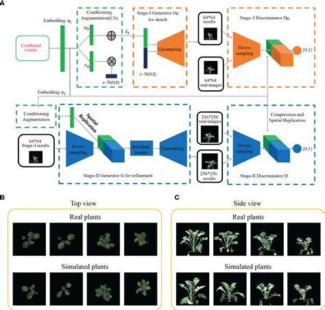 Frontiers Machine Learning Assisted Dynamic Phenotypes And Genomic