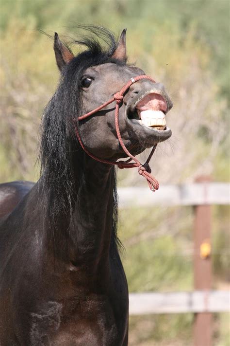 Silly Horse Photograph by Wendi Curtis - Pixels