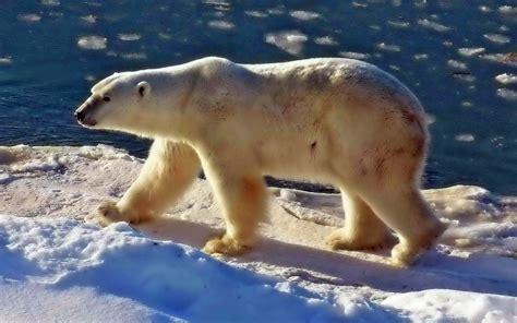 Plage Ours Polaire Pix L Ours Polaire Ursus Maritimus Curieux Jeune 2