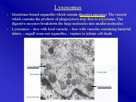 chapter  cell structure cell membrane endocytosis