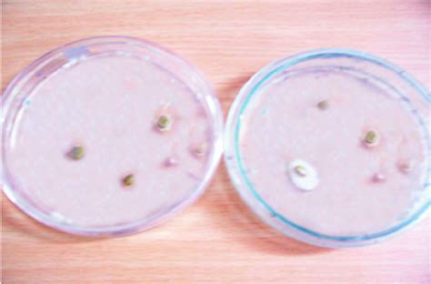 No Fungal Growth On Potato Dextrose Agar After Microwave Heating Using