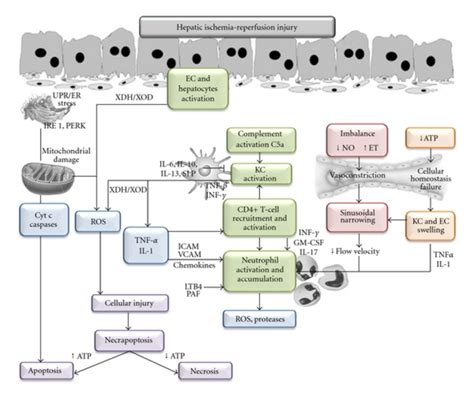 Mechanisms Involved In Hepatic Ischemia Reperfusion Injury EC