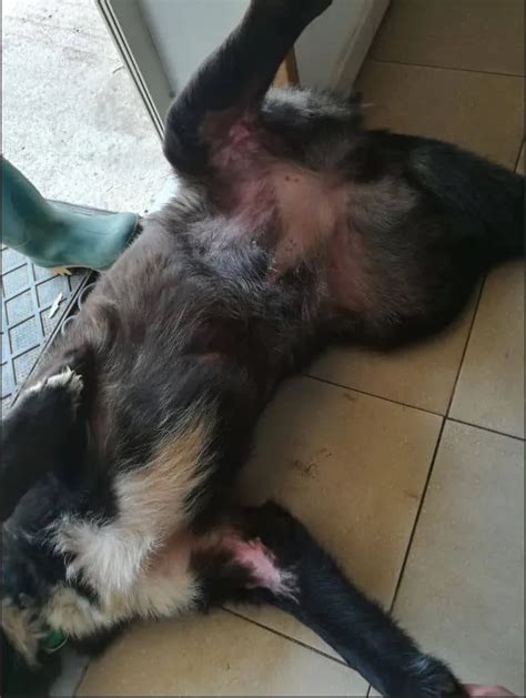 Cane Meticcio Con Ferita Da Morso E Gangrena Cutanea Muscolare