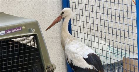 Haute Saône Une cigogne au bec coincé dans une canette de Coca Cola