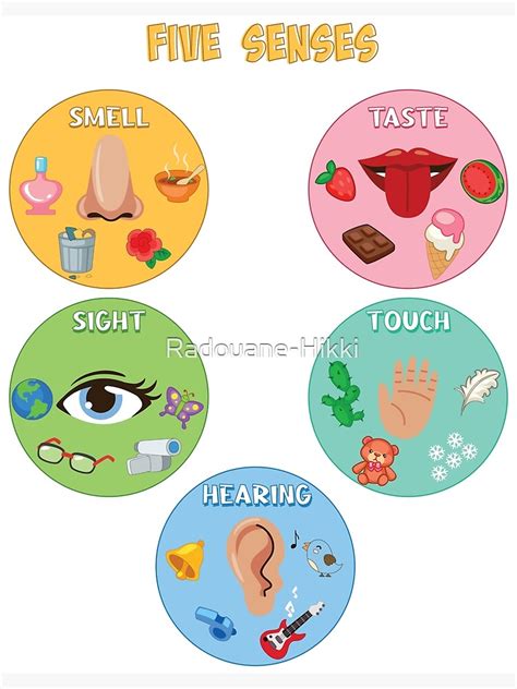 5 Senses Of The Body