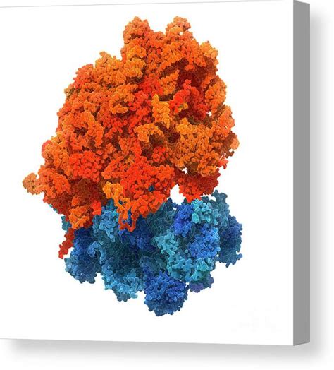 human ribosome canvas print  carlos clarivan science photo library